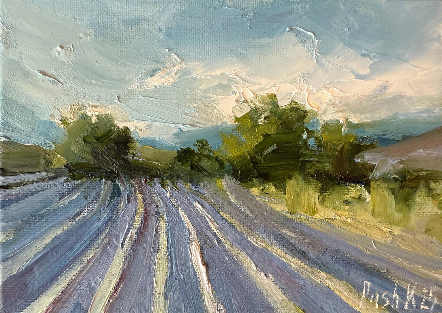 lavender Fields