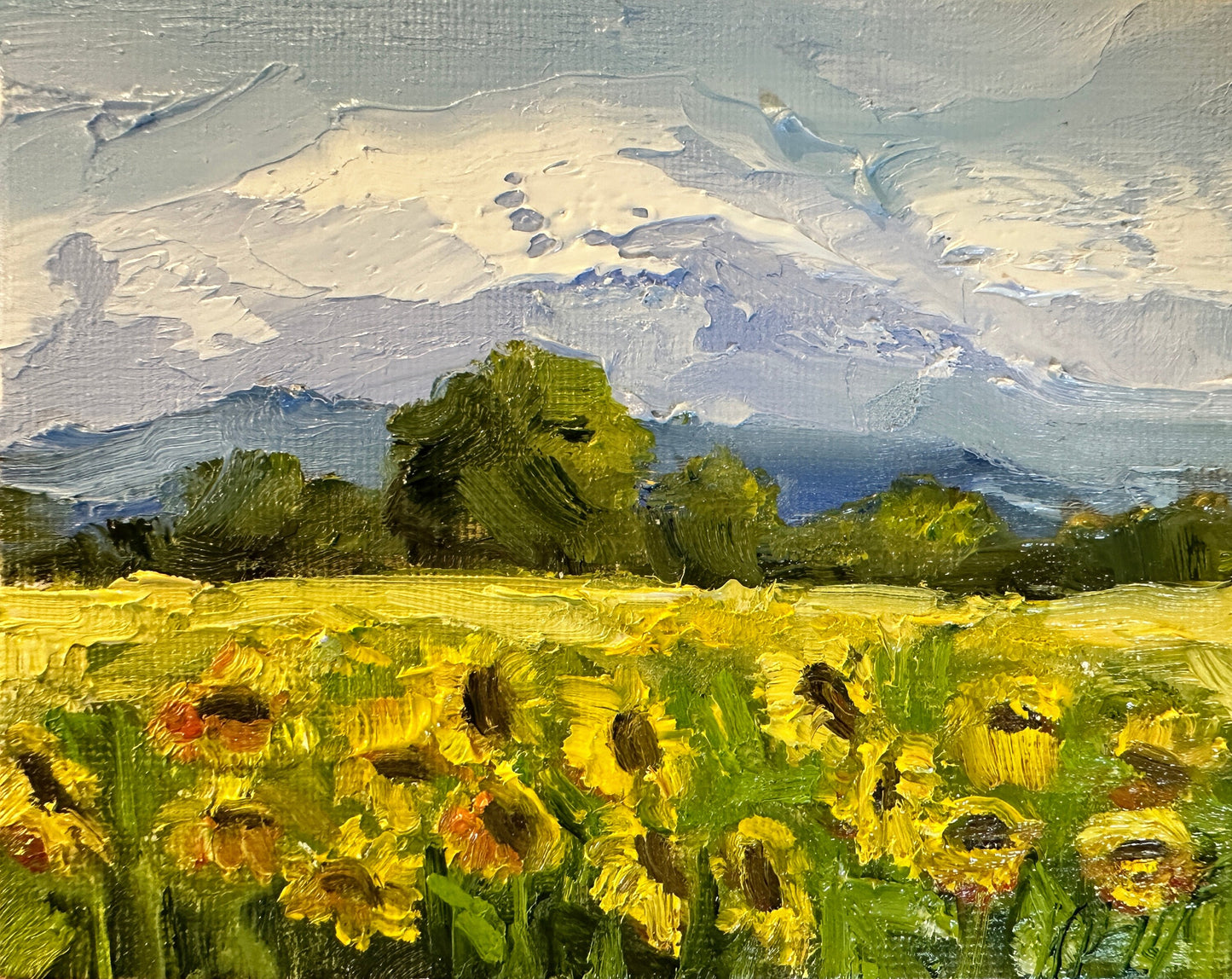 Sunflower